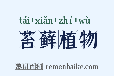 苔藓植物是什么意思的图片